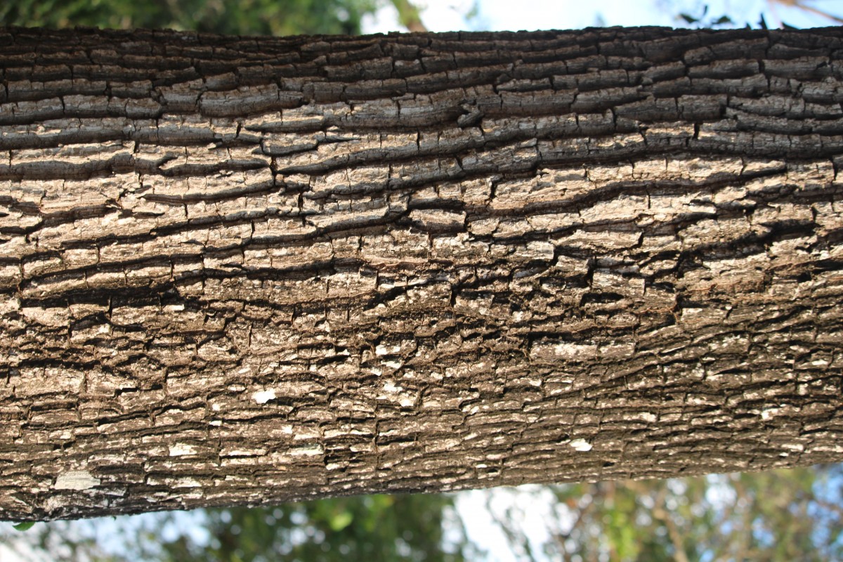 Manilkara hexandra (Roxb.) Dubard